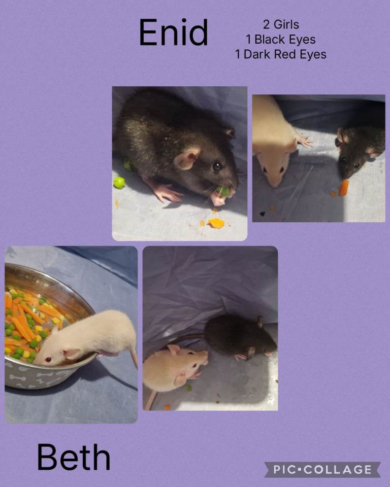 Baby Dumbo Rats 🐀 Ready when 8 weeks old only 2 girls