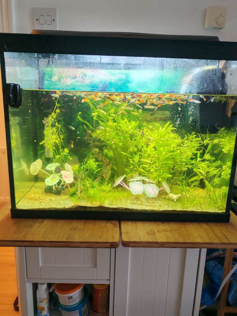 60L fish tank with guppies (plenty of them)