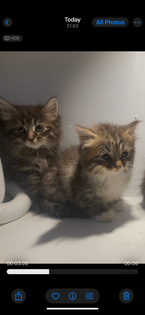 Maine coon kittens for sale
