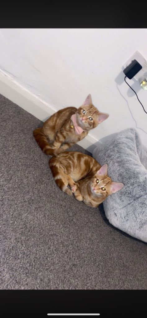 Male kitten