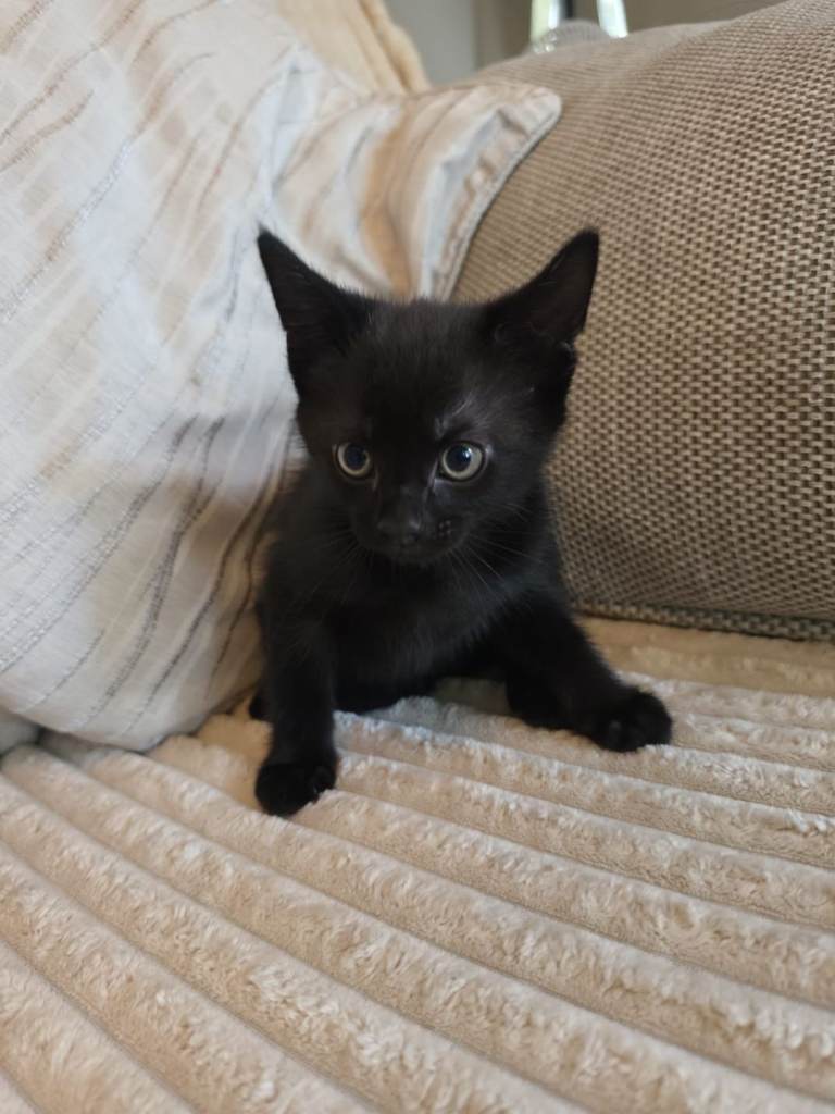 Kittens for Sale