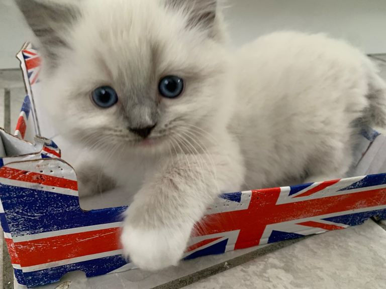 Make ragdoll Kitten for sale 