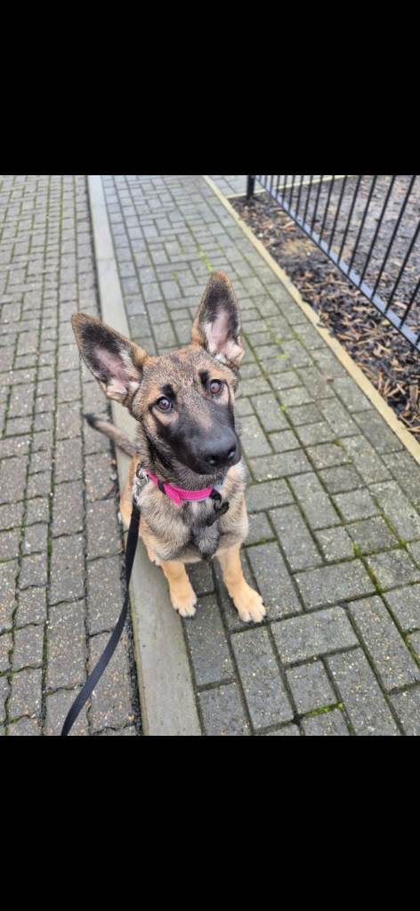 Belgian shepherd x German shepherd puppy