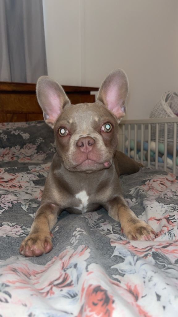 Micro blue french bulldog 