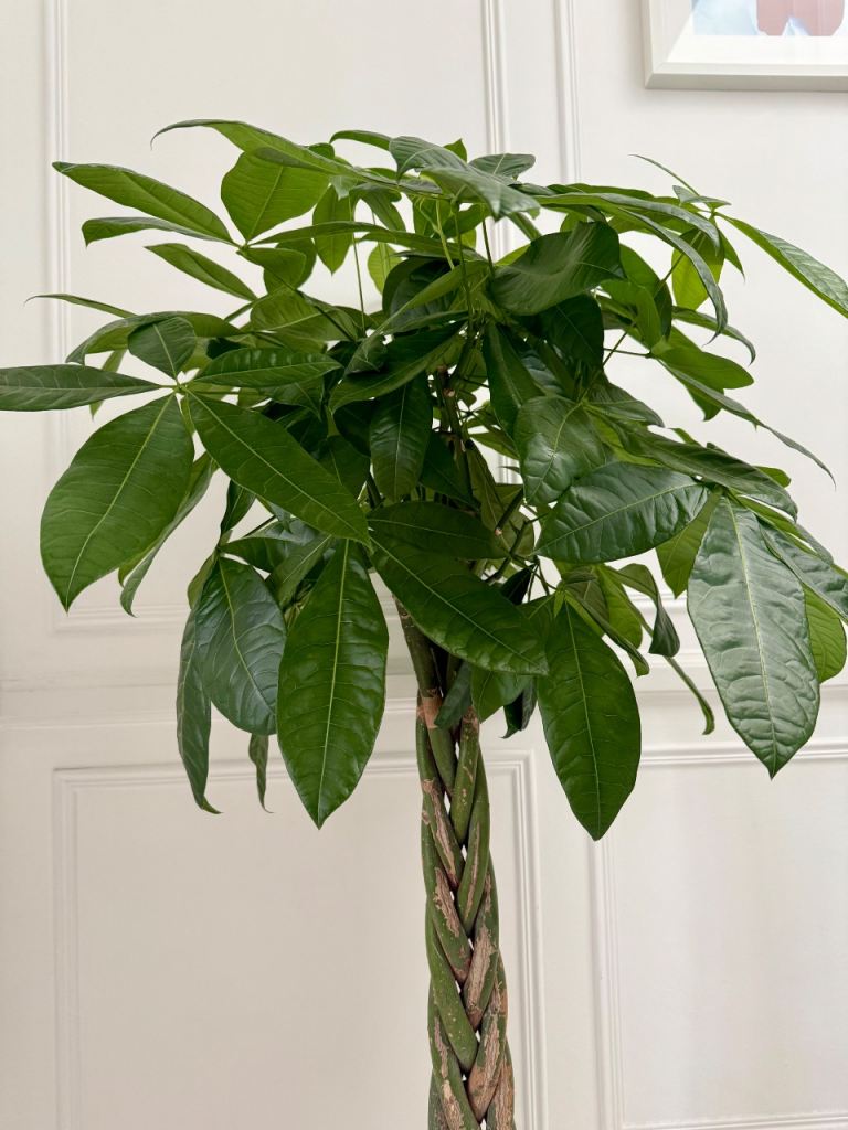 Pachira Aquatica Real Indoor Plant Tree Twisted Stem