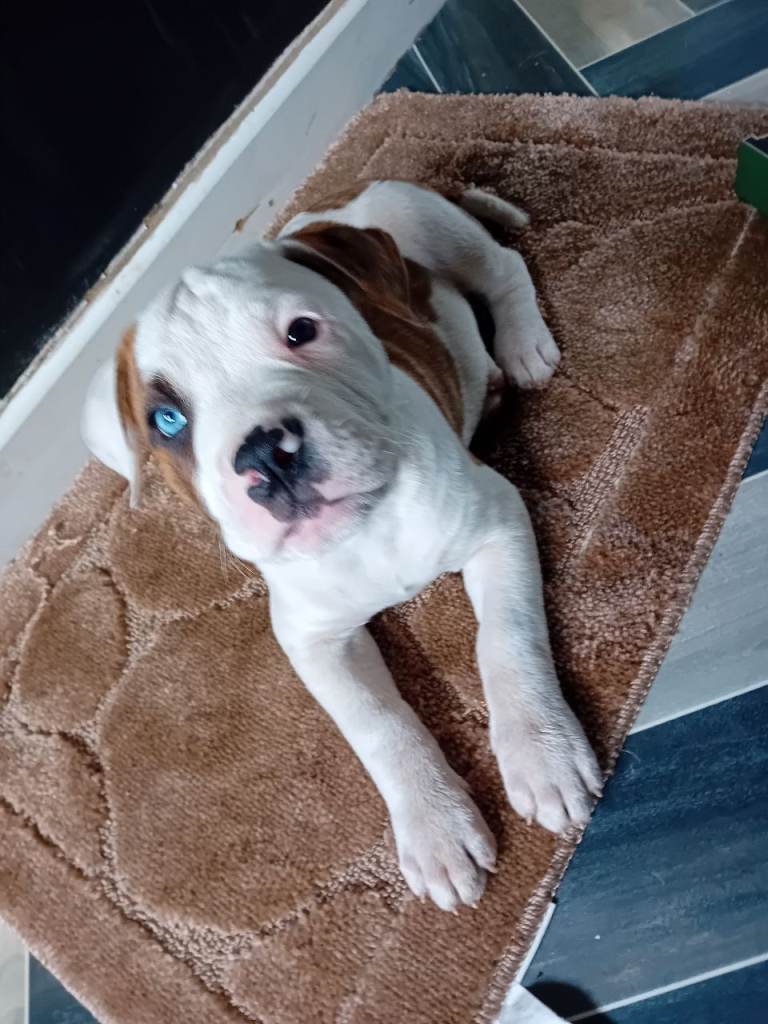 American bulldog pups