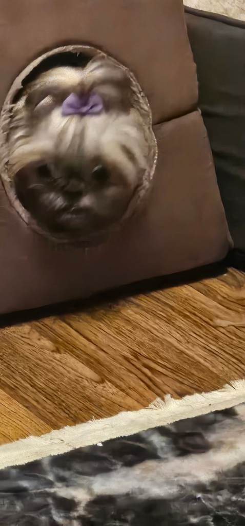 Shih tzu puppy ***ONLY ONE GIRL LEFT ***
