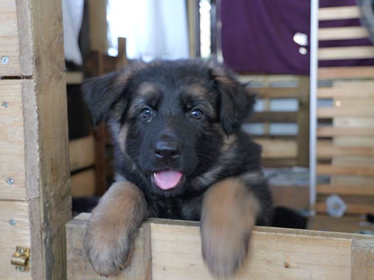 BEAUTIFUL GERMAN SHEPHERD PUPPIES LONG COATED/SEMI COATED READY 9TH AUGUST
