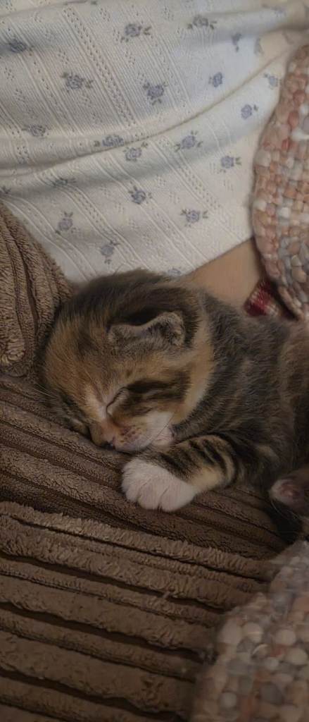 Adorable kittens
