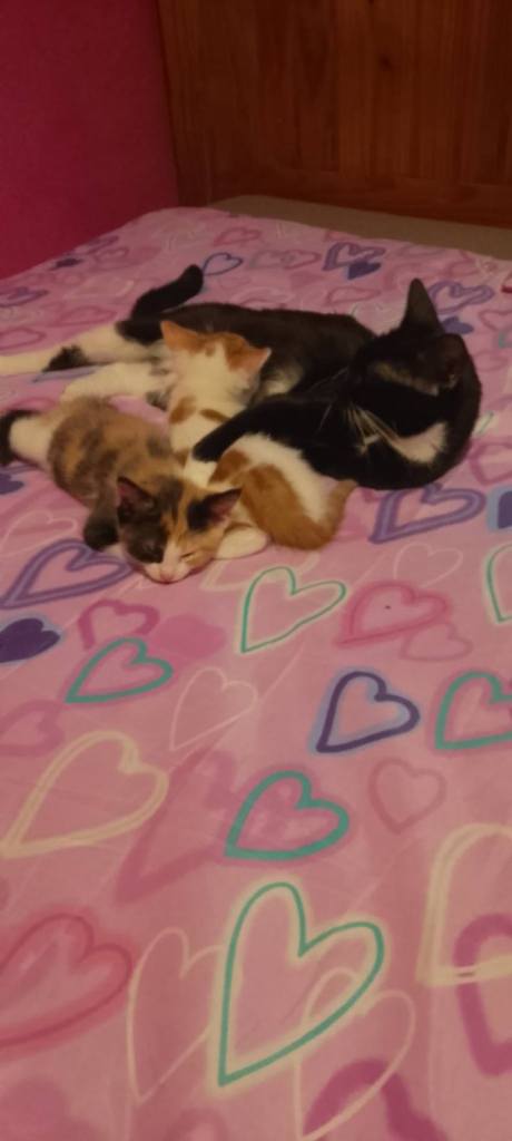 2 beautiful female kittens 