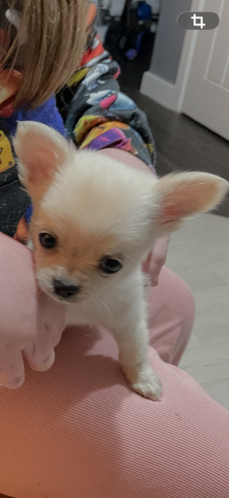 Ready today. Cute Boy chihuahua 