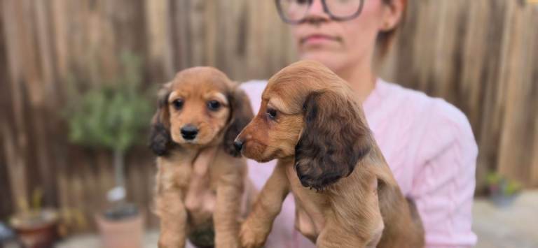 Miniature longhaired dachshunds 