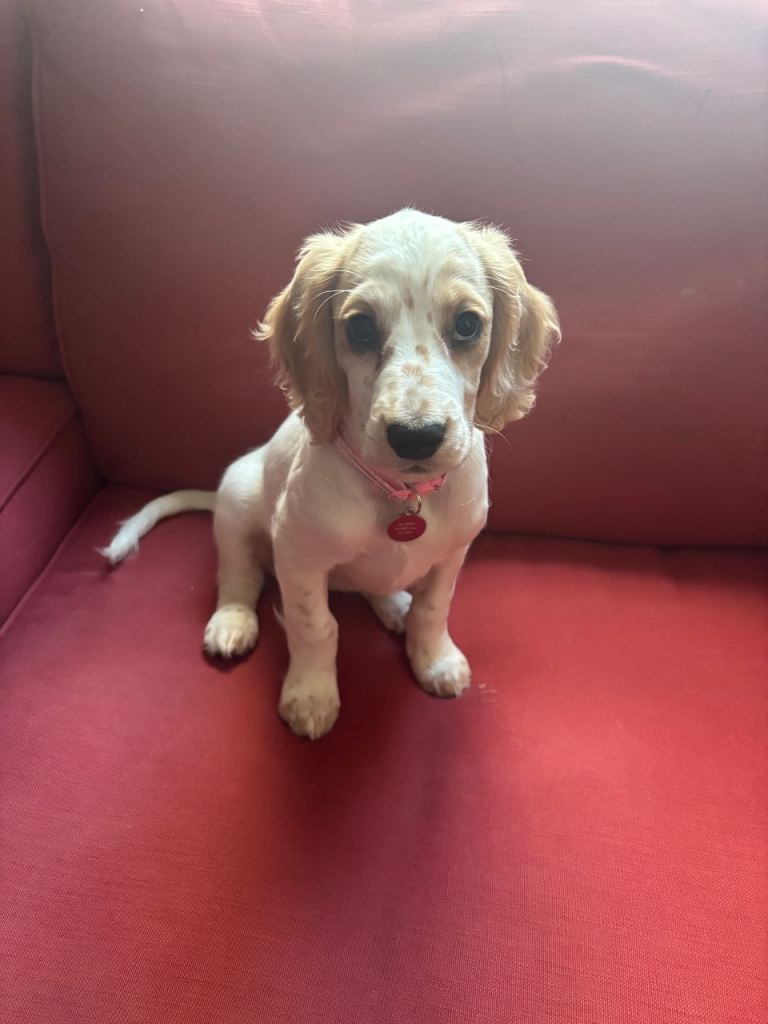 Cocker spaniel puppy 
