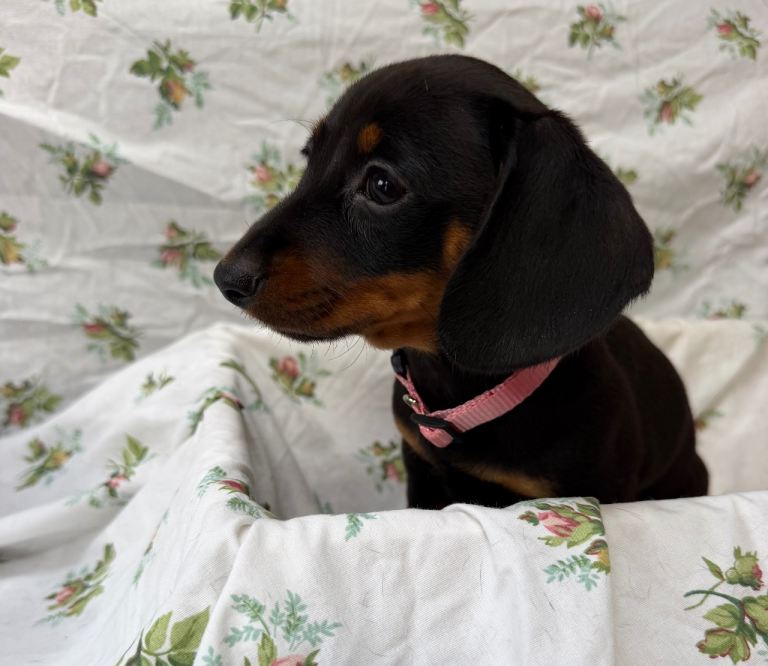 Beautiful Miniature Dachshund puppies for sale