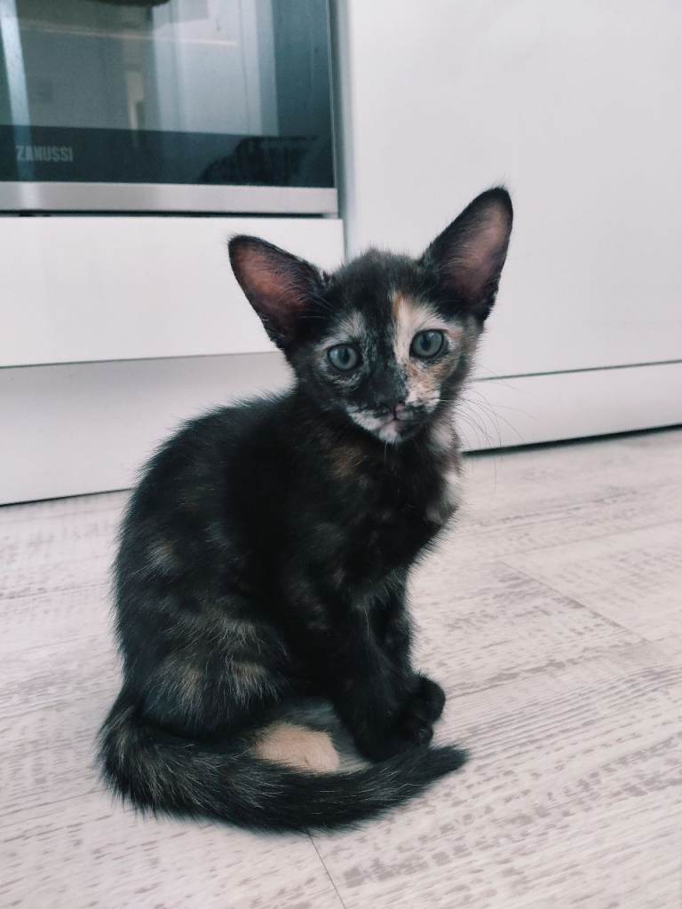 Lovely kittens looking for their forever home