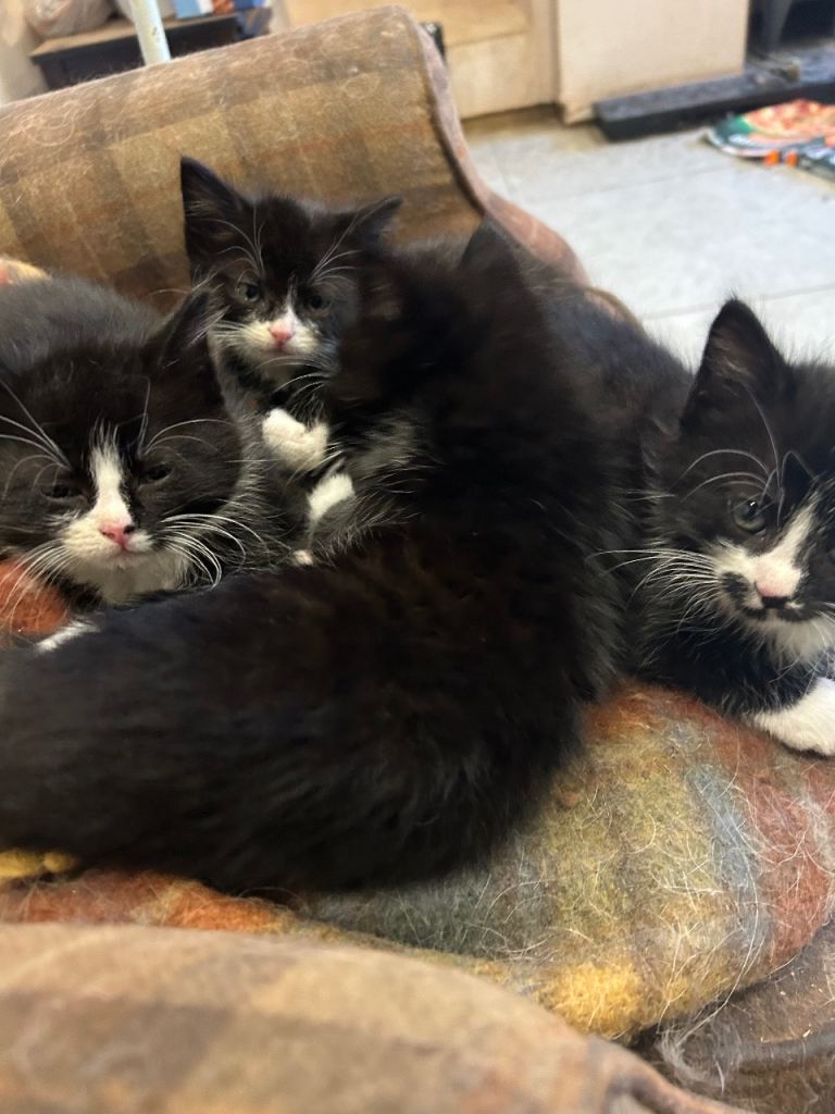 4 tuxedo kittens for sale 