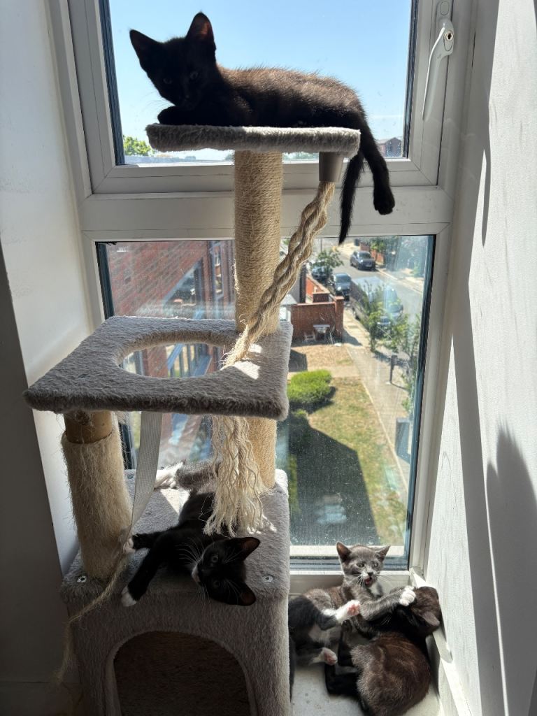Tuxedo Kittens - 12 Weeks Old (Litter trained)