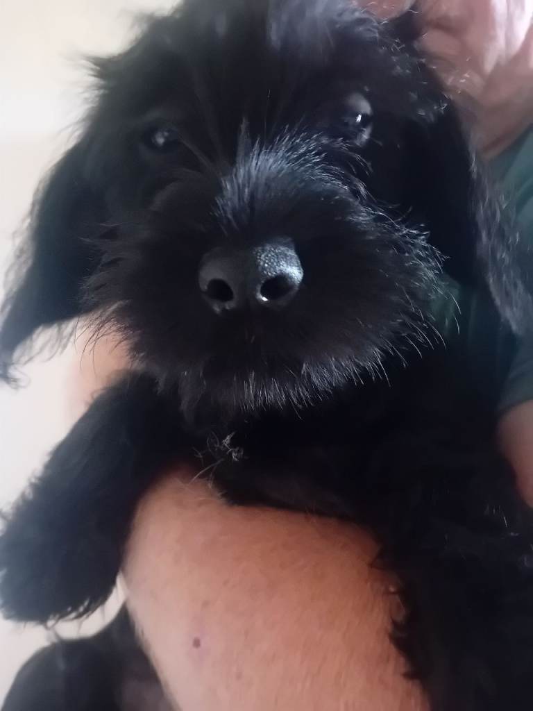 King Schnauzer pups 