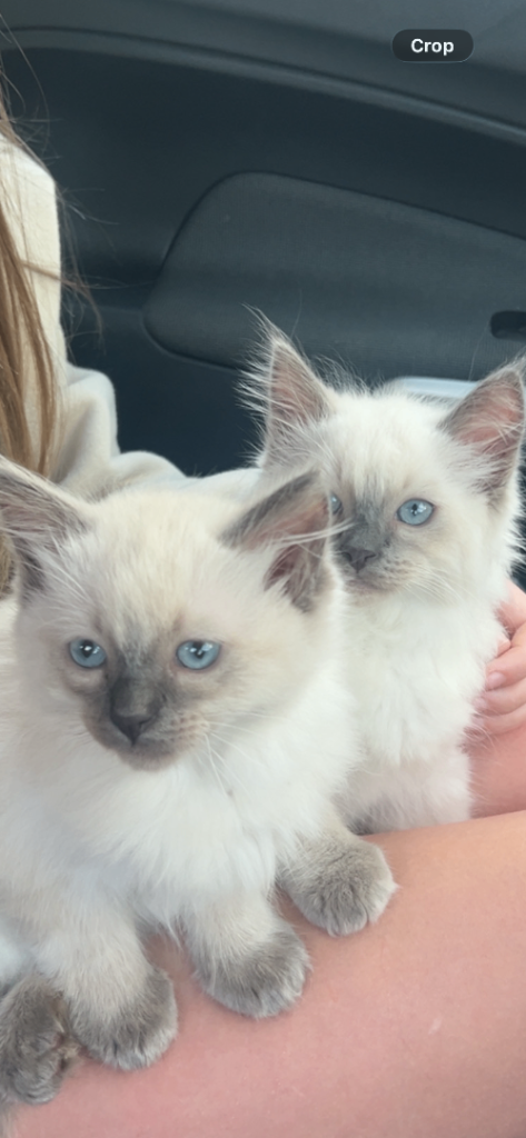 1 beautiful ragdoll baby available in the next few weeks 