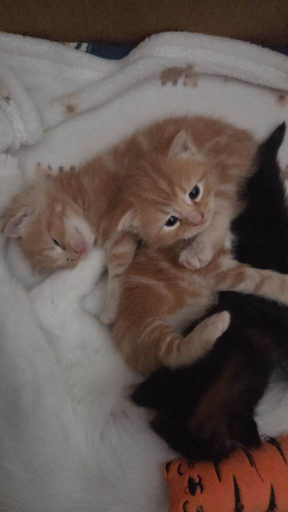 Cats and kitten looking for forever home