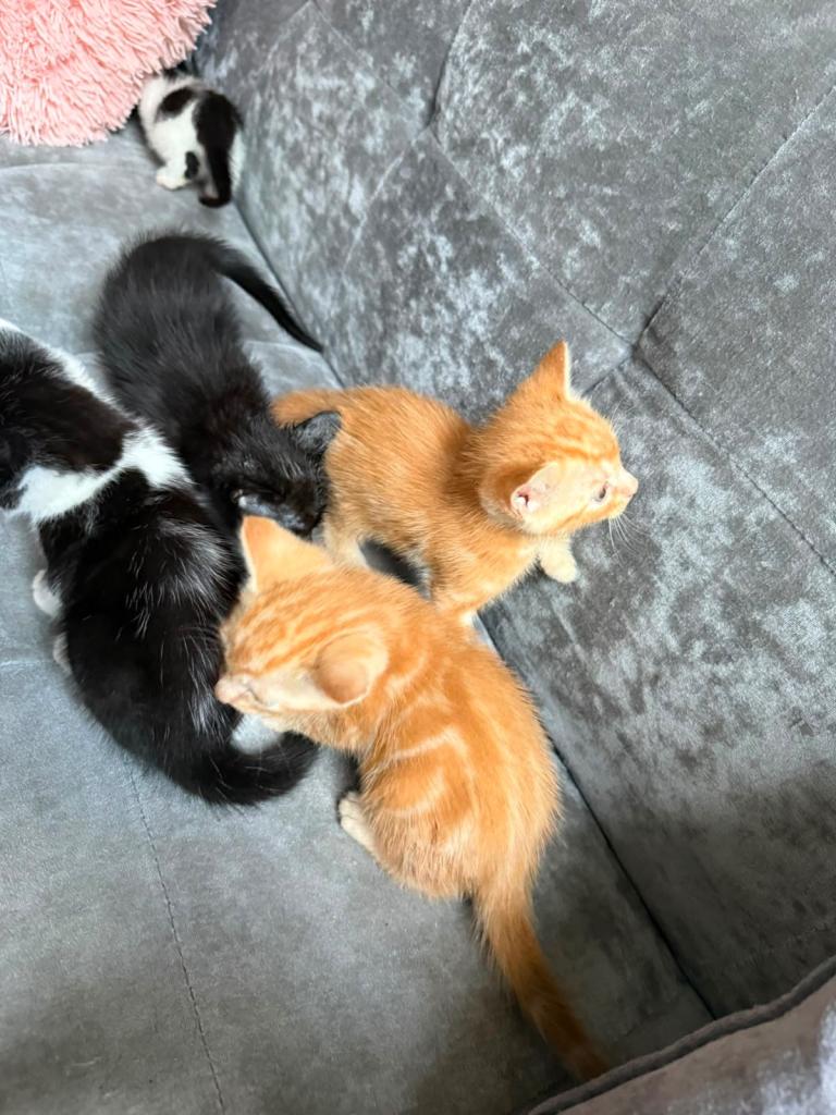 Cute Kittens for Sale