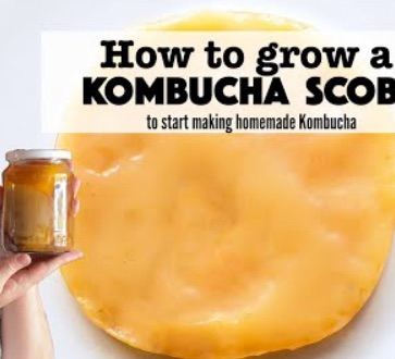 Fresh, Healthy SCOBY for Sale – Brew Kombucha