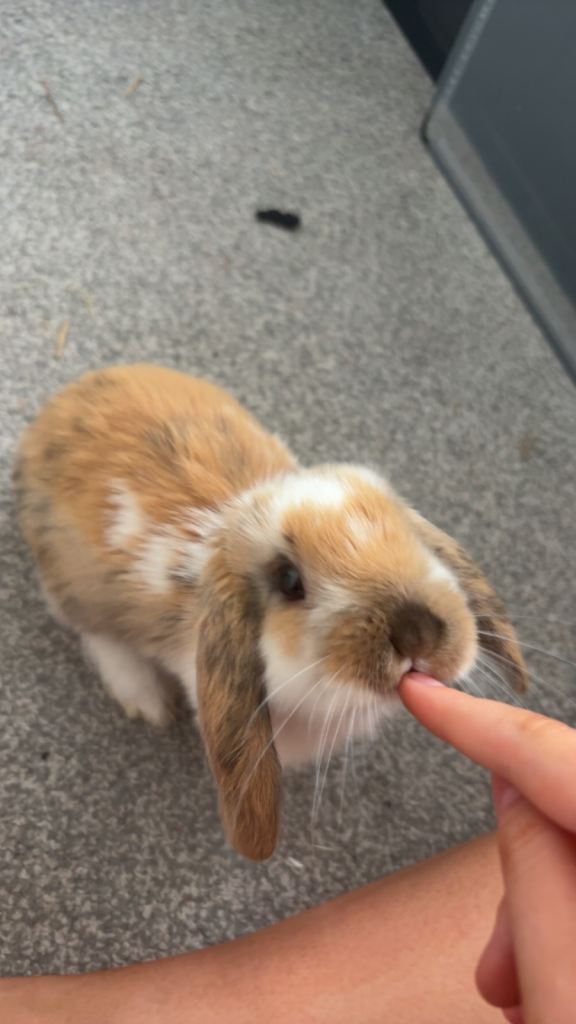 mini lop for sale 