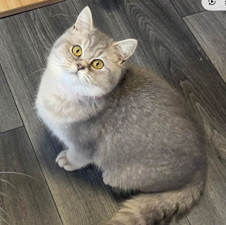 Cuddly silver tip girl