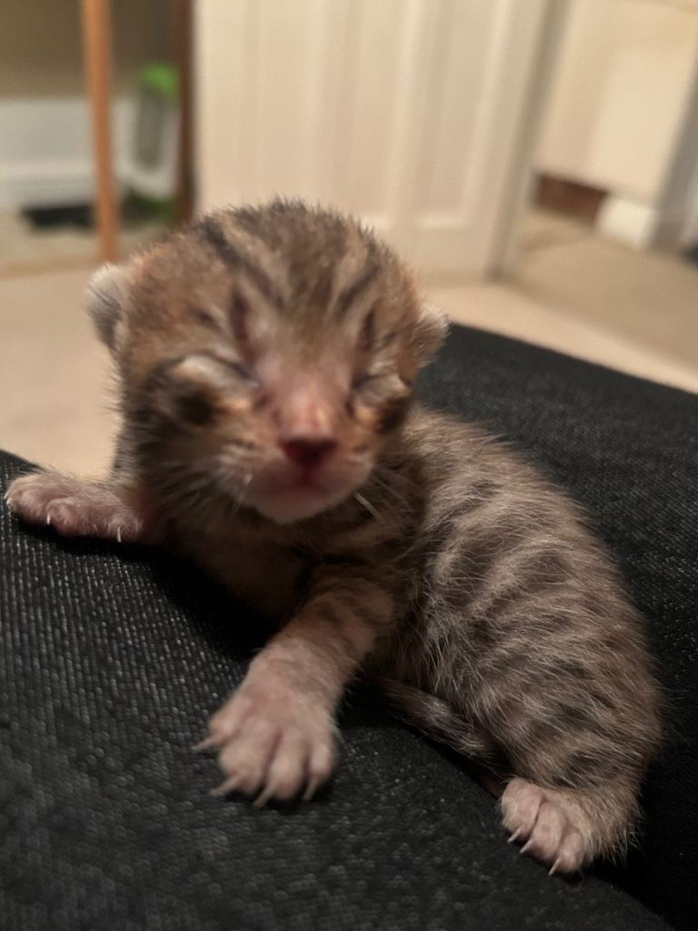 Adorable Bengal kittens -  newly born 