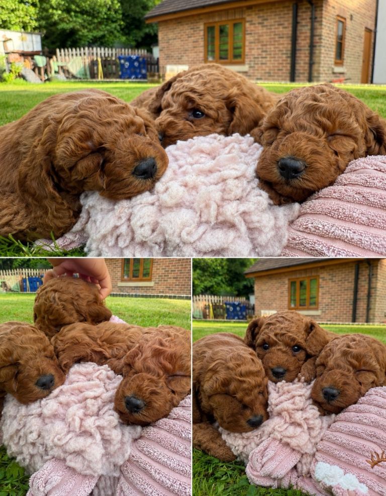 KC Registered Deep Red Miniature Poodle Puppies