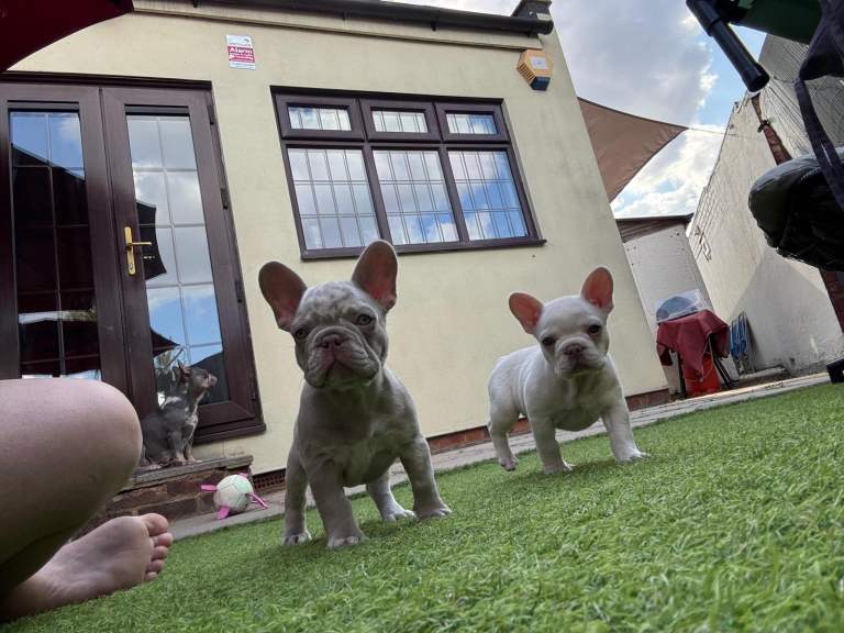 Adorable chunky French Bulldog puppies for sale
