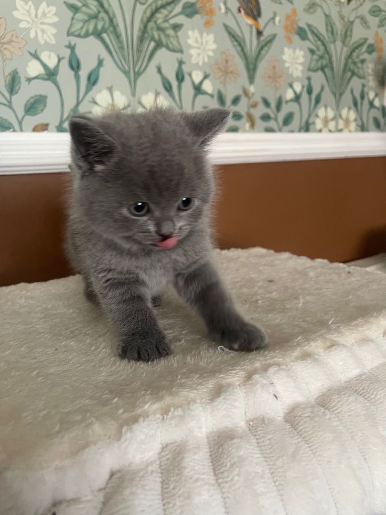 Champion lined British short haired blues 