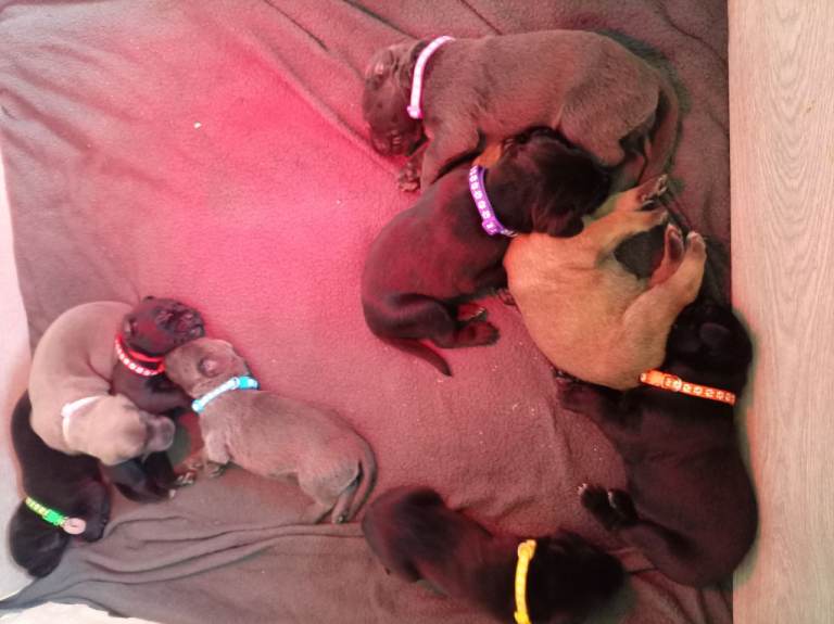 Cane corso cross puppies
