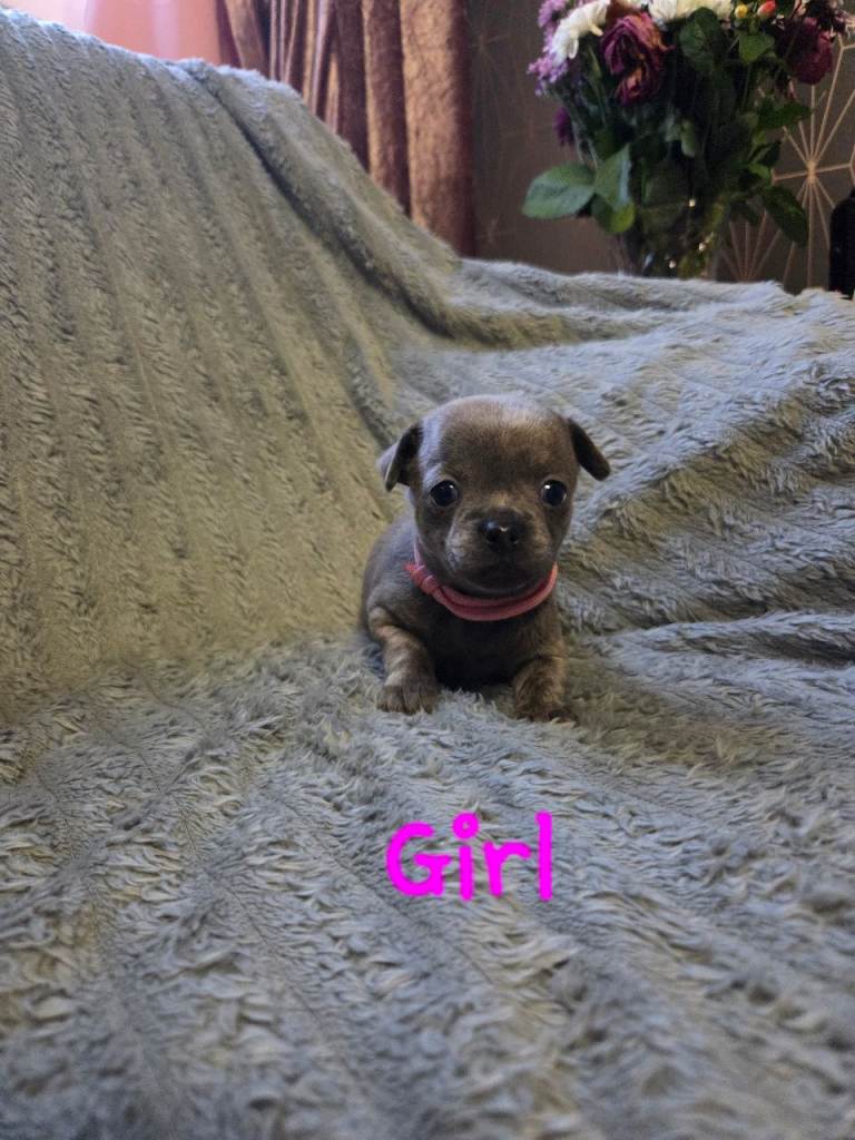 Pedigree Chihuahua Puppies 