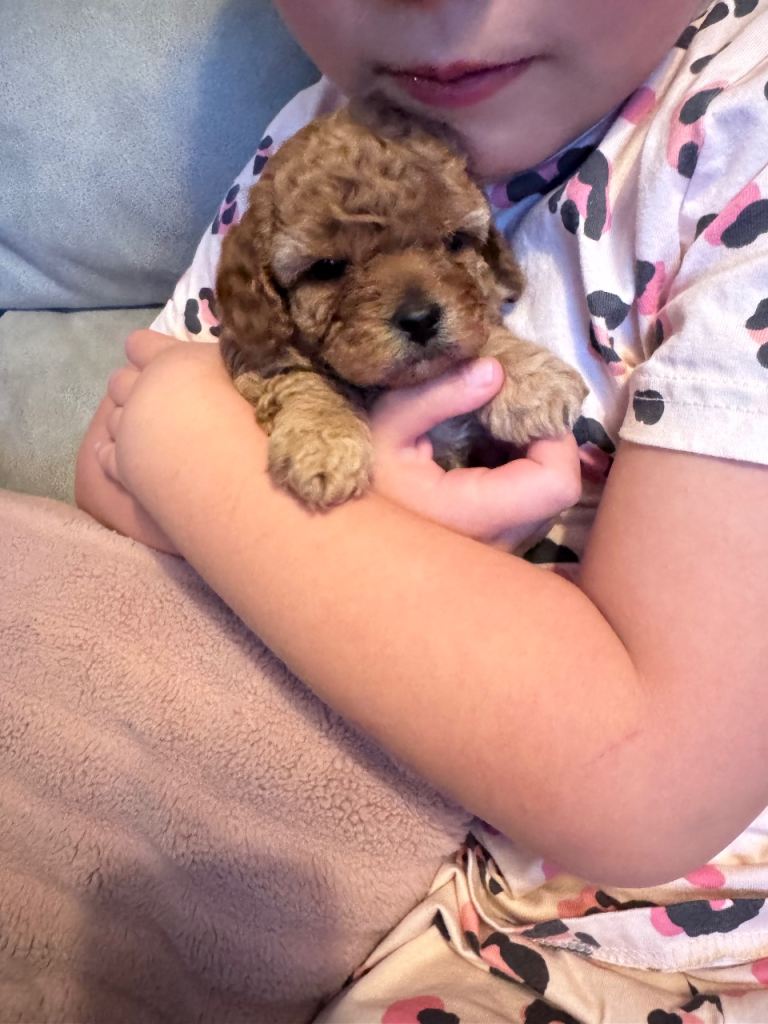  👉 Tiny Teddy Toy Cavapoos F1B🐶 Home Raised