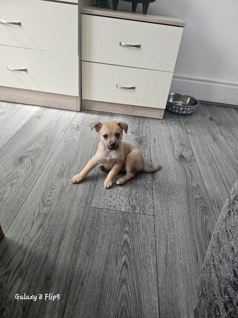 3 Miniature Pinscher × Pomeranian Puppies for Sale