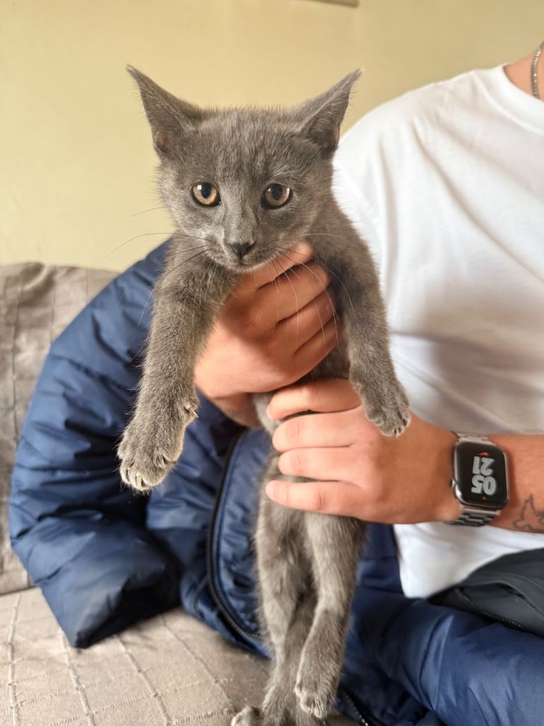 Kittens for sale (2F, 1M)