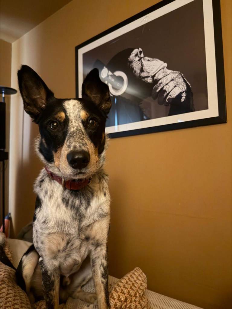 Border Heeler Needs a New Home