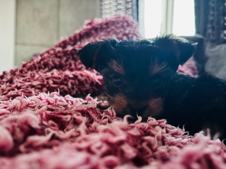Yorkshire Terrier Boy