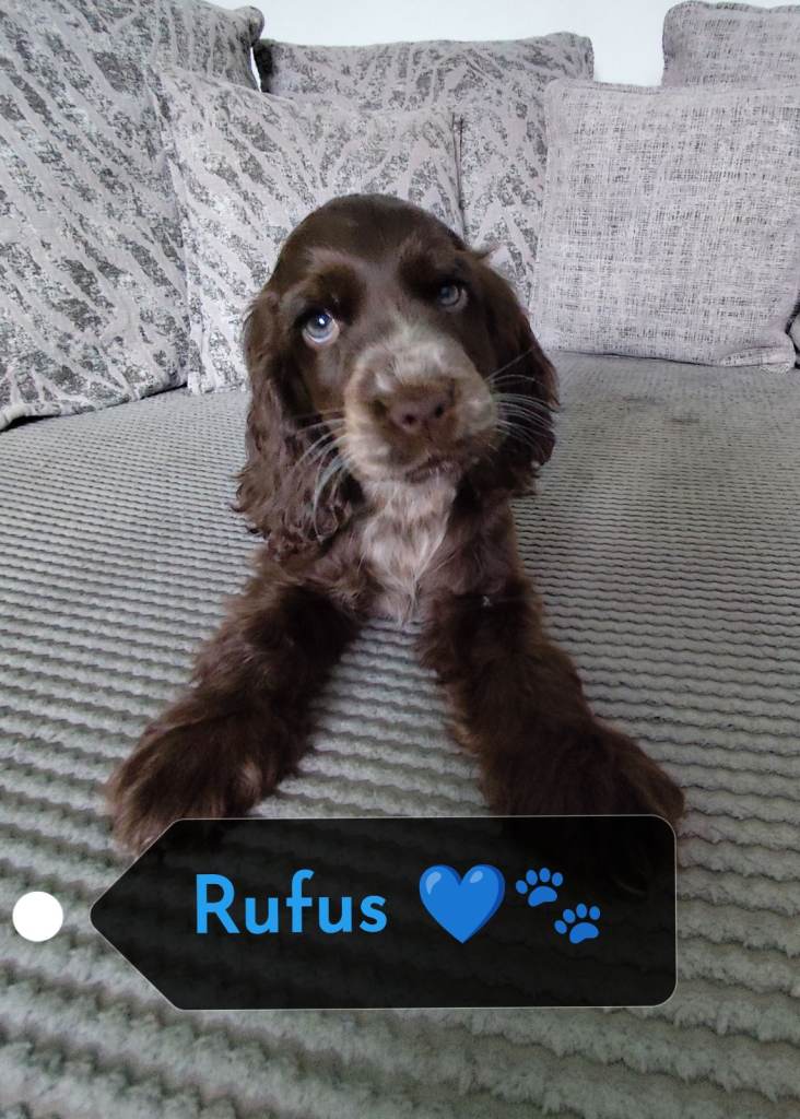❤️ 🐶 Cocker Spaniel pups Health Tested/Show Type/KC reg🐶❤️ 