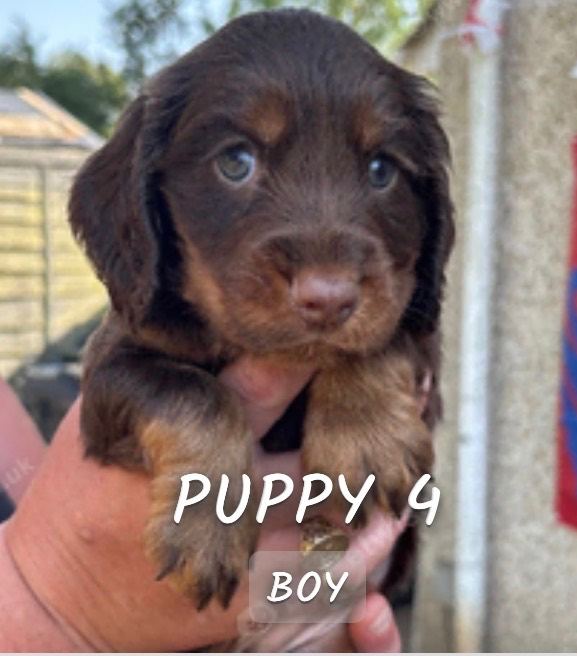 Sprocker puppies vet checked ready now 