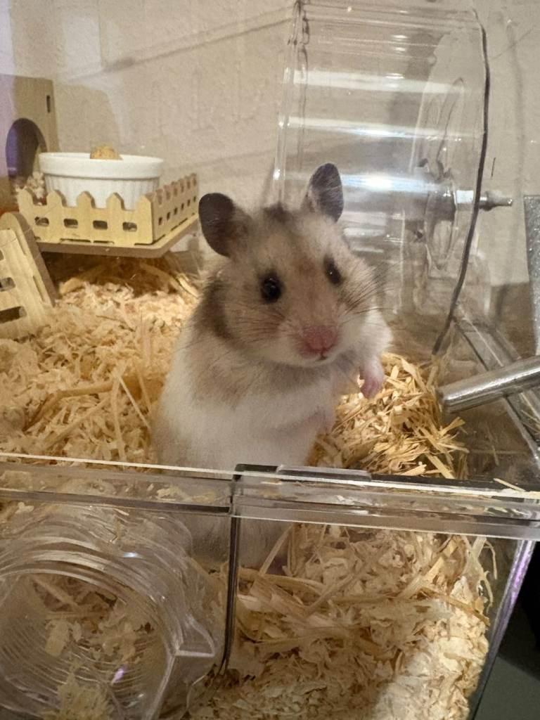 Female Syrian hamster 🐹 7 weeks 