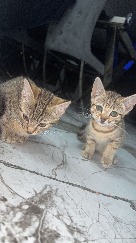 Beautiful GOLDEN Tabby and domestic kittens