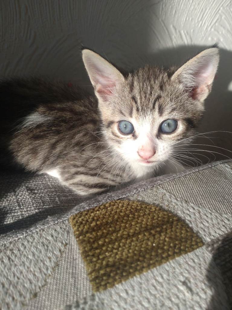 Kittens for sale