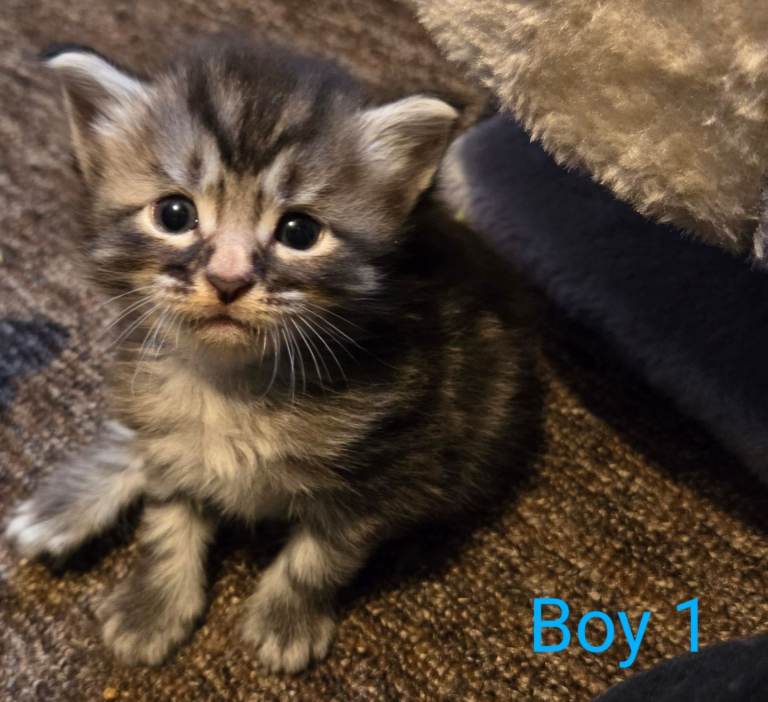 3/4 Maine coon kittens