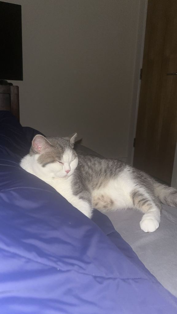  British Short Hair ( URGENT )