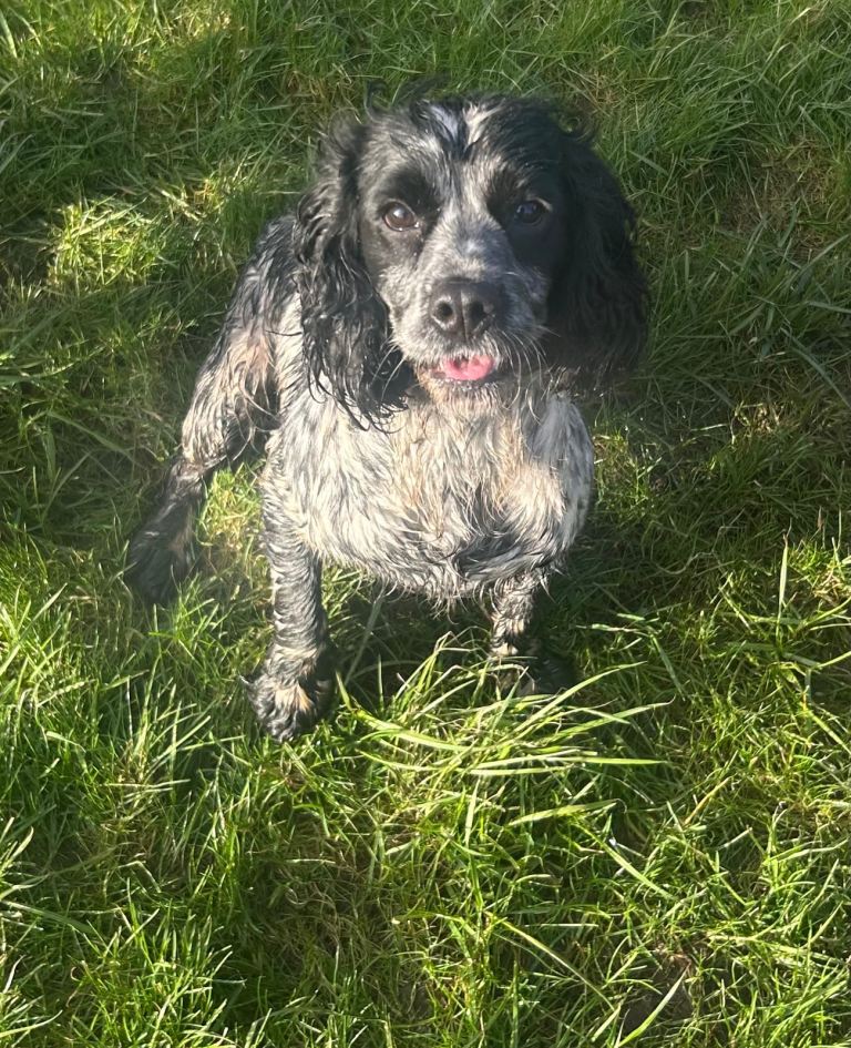 Cocker spaniel bitch 