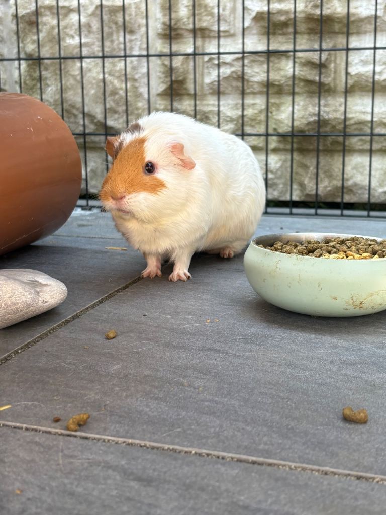 Guinea pigs - bonded sows 1 yr old