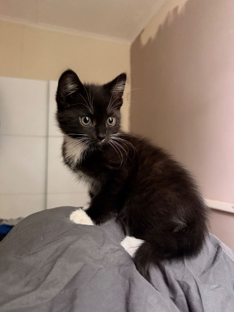 8 week old kitten