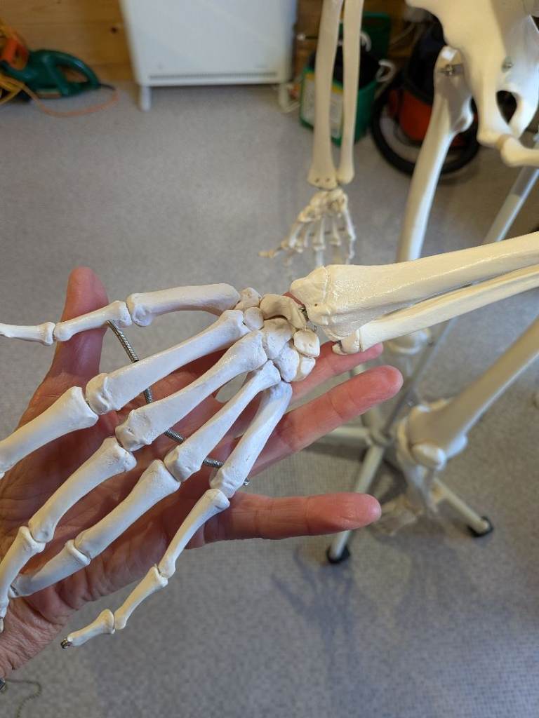 Skeleton - human replica